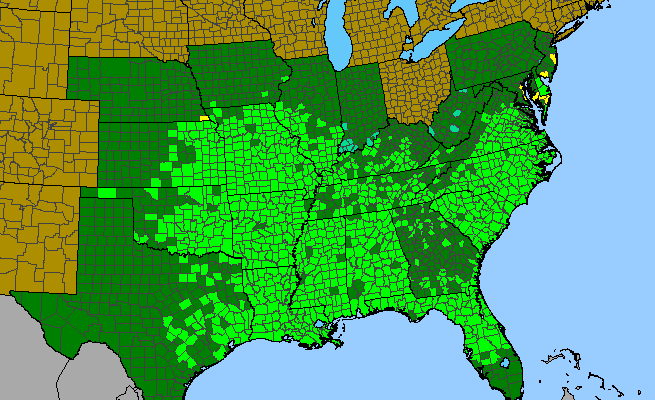 The range of Pyrrhopappus carolinianus